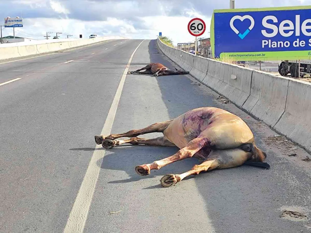Mais dois animais foram mortos vítimas de atropelamento em Feira de Santana