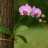 Essa amarração simples no tronco faz a orquídea florescer por mais tempo