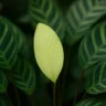 Calatéia com folhas novas desbotando A luz pode estar mais forte do que parece