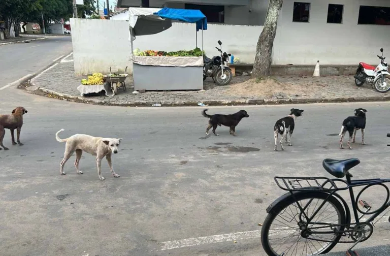 Cachorros soltos distrito de Maria Quitéria