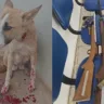 Homem é preso após atirar em cachorro no sudoeste da Bahia