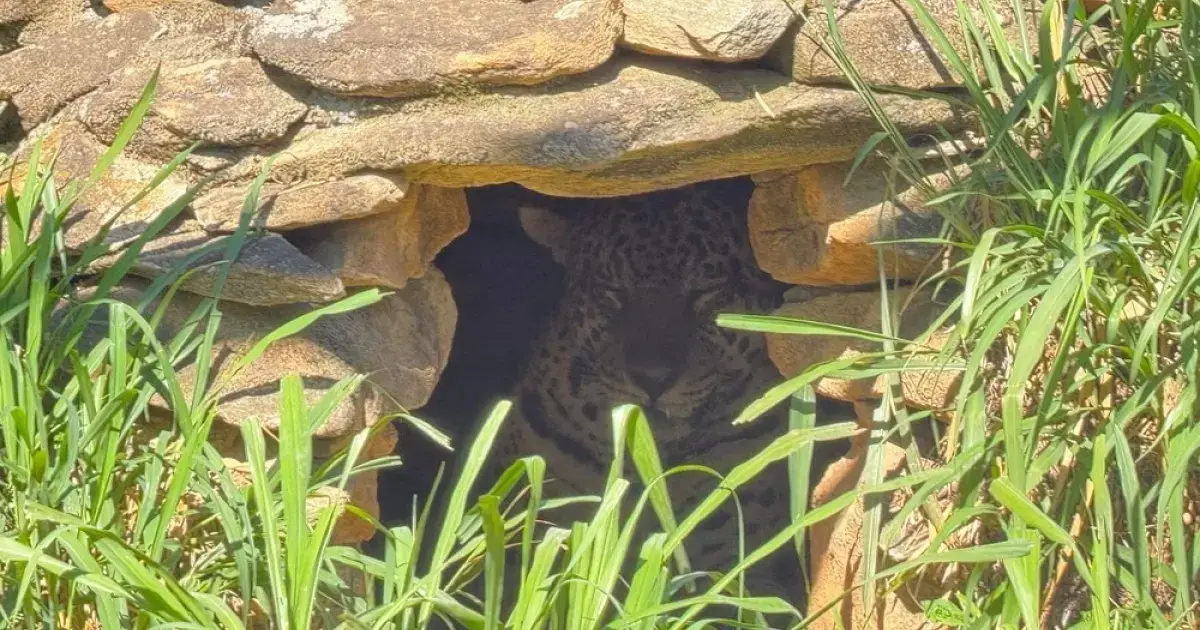 Onça