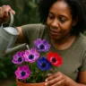 Flor-de-anêmona explode em cores quando recebe essa rega desta forma