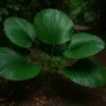 Ciclanto 4 motivos para cultivar essa planta rústica em áreas de sombra