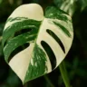 Monstera variegata como garantir que as folhas fiquem bem manchadas