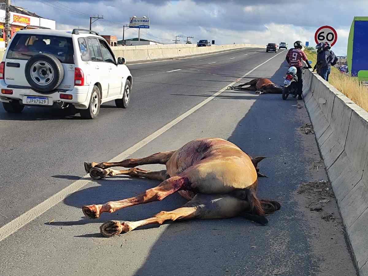 Mais dois animais foram mortos vítimas de atropelamento em Feira de Santana