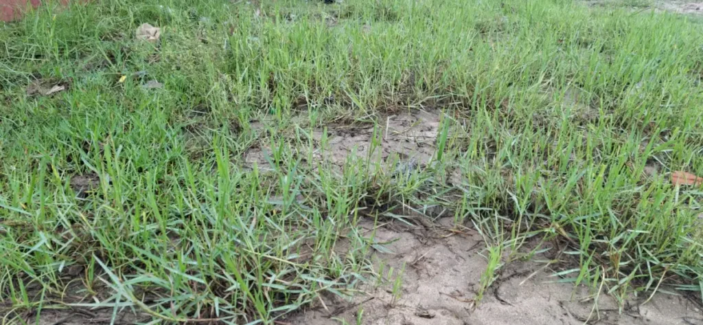 Campo de futebol no bairro Conceição