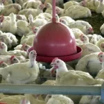 Gripe aviária: 16 países suspendem restrição à carne brasileira