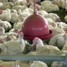 importação - granja - frango