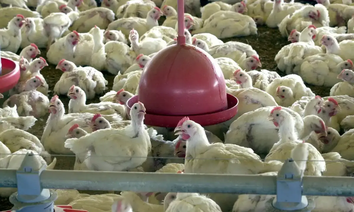 importação - granja - frango