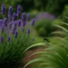 Como usar citronela no jardim para manter o mosquito da dengue bem longe