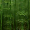 Cavalinha como usar a planta que desincha e fortalece cabelos