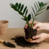 Zamioculca em vaso pequeno Saiba quando transplantar