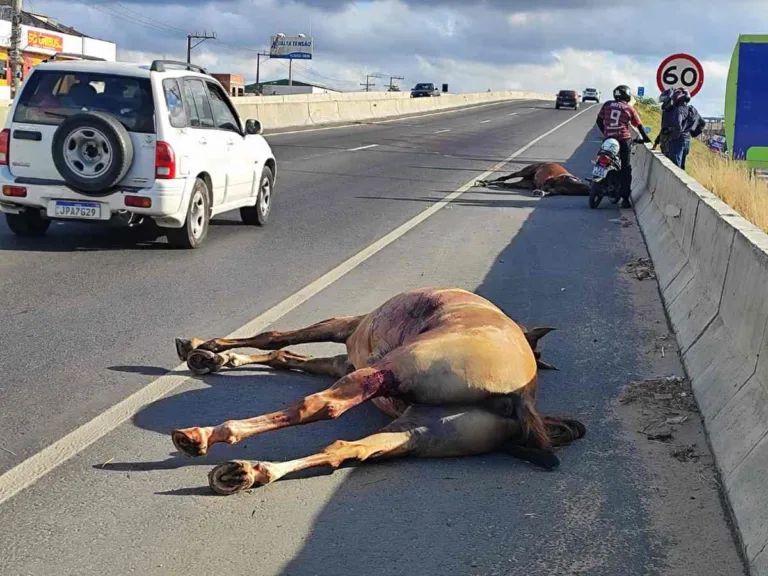 Mais dois animais foram mortos vítimas de atropelamento em Feira de Santana