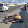 Mais dois animais foram mortos vítimas de atropelamento em Feira de Santana