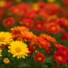 Crisântemo Como manter sua planta sempre linda e cheia de cor com 4 dicas