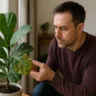 Ficus lyrata com manchas - causas e como salvar