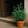 Arruda perto da porta a escolha certeira para espantar moscas naturalmente