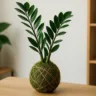 Zamioculca em kokedama