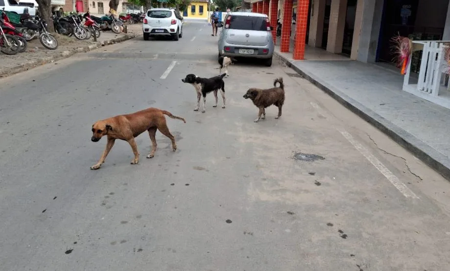 Cachorros soltos distrito de Maria Quitéria