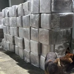 polícia intercepta cerca de 3 toneladas de maconha