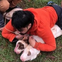 Vídeo: Lutador de Muay Thai reage a ataque de dois pitbulls e imobiliza os cães