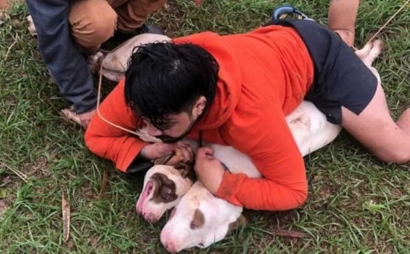 Vídeo: Lutador de Muay Thai reage a ataque de dois pitbulls e imobiliza os cães
