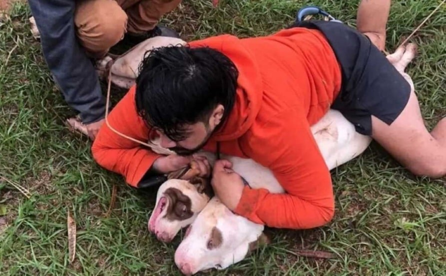 Vídeo: Lutador de Muay Thai reage a ataque de dois pitbulls e imobiliza os cães