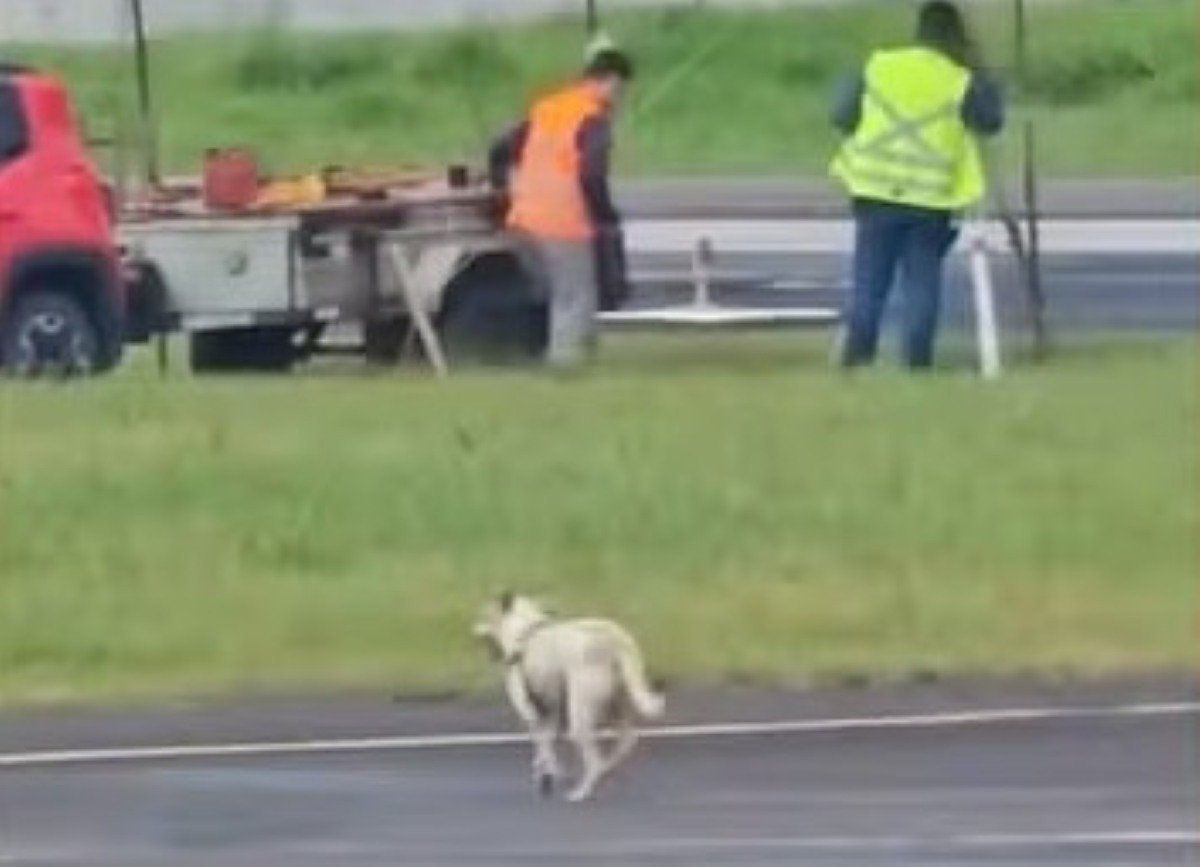 Cachorro invade pista e atrapalha pouso em aeroporto
