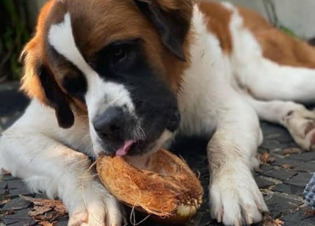 Cachorro Capuccino
