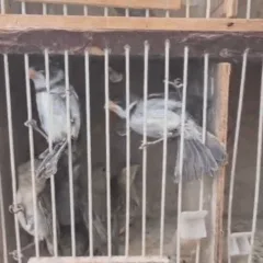 Aves