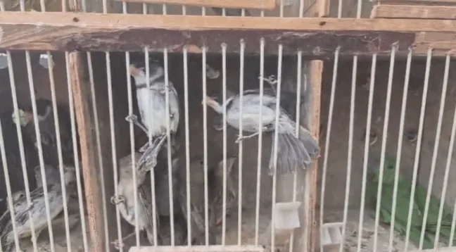 Aves