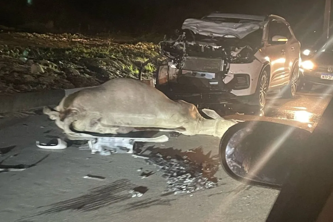 Carro colide com boi e fica com a frente destruída; moradores relatam perigo