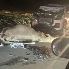 Carro colide com boi e fica com a frente destruída; moradores relatam perigo