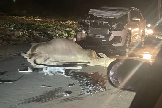 Carro colide com boi e fica com a frente destruída; moradores relatam perigo