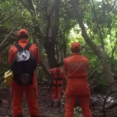 homem em surto em cima de árvore