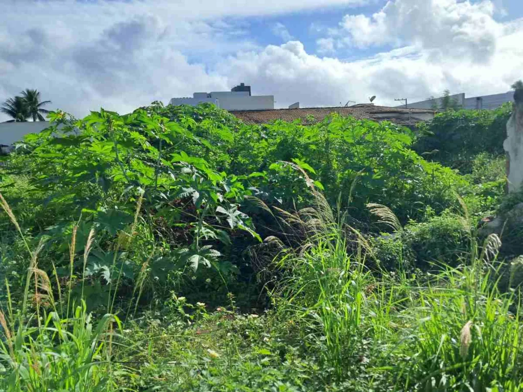 Terreno Baldio