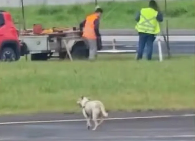 Cachorro invade pista e atrapalha pouso em aeroporto