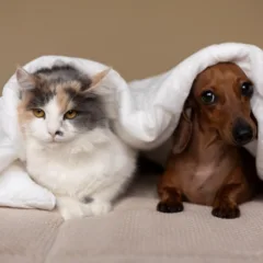 Cuidados com cães e gatos no São João