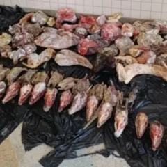 Apreensão de carne ilegal - animais silvestres