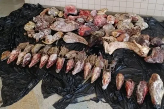 Apreensão de carne ilegal - animais silvestres