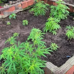 Apreensão de pés de maconha em Araci - PC