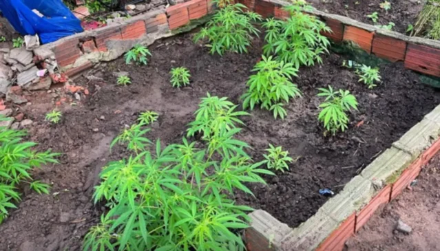 Apreensão de pés de maconha em Araci - PC