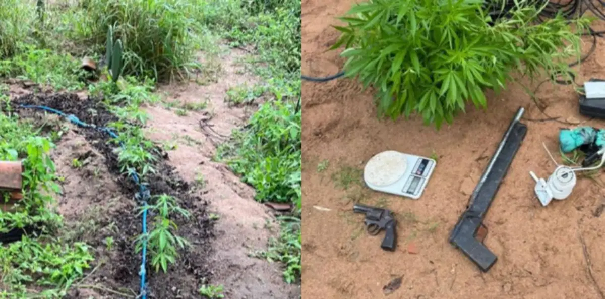 Apreensão de pés de maconha em Araci - PC