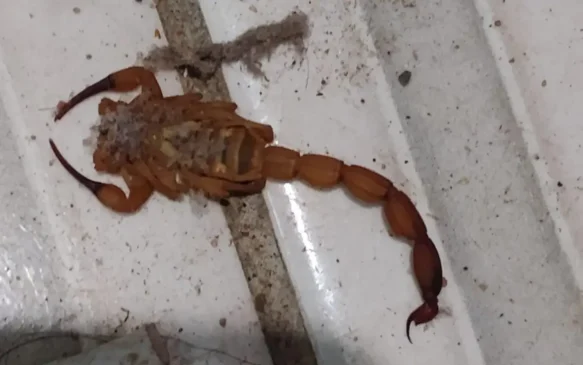 Escorpiões no bairro Serraria Brasil