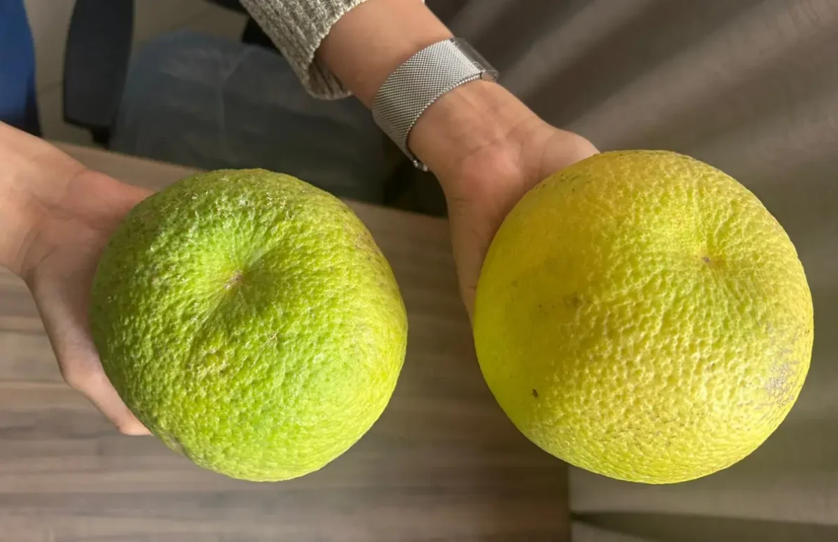 Laranja gigante de Santo Estevão