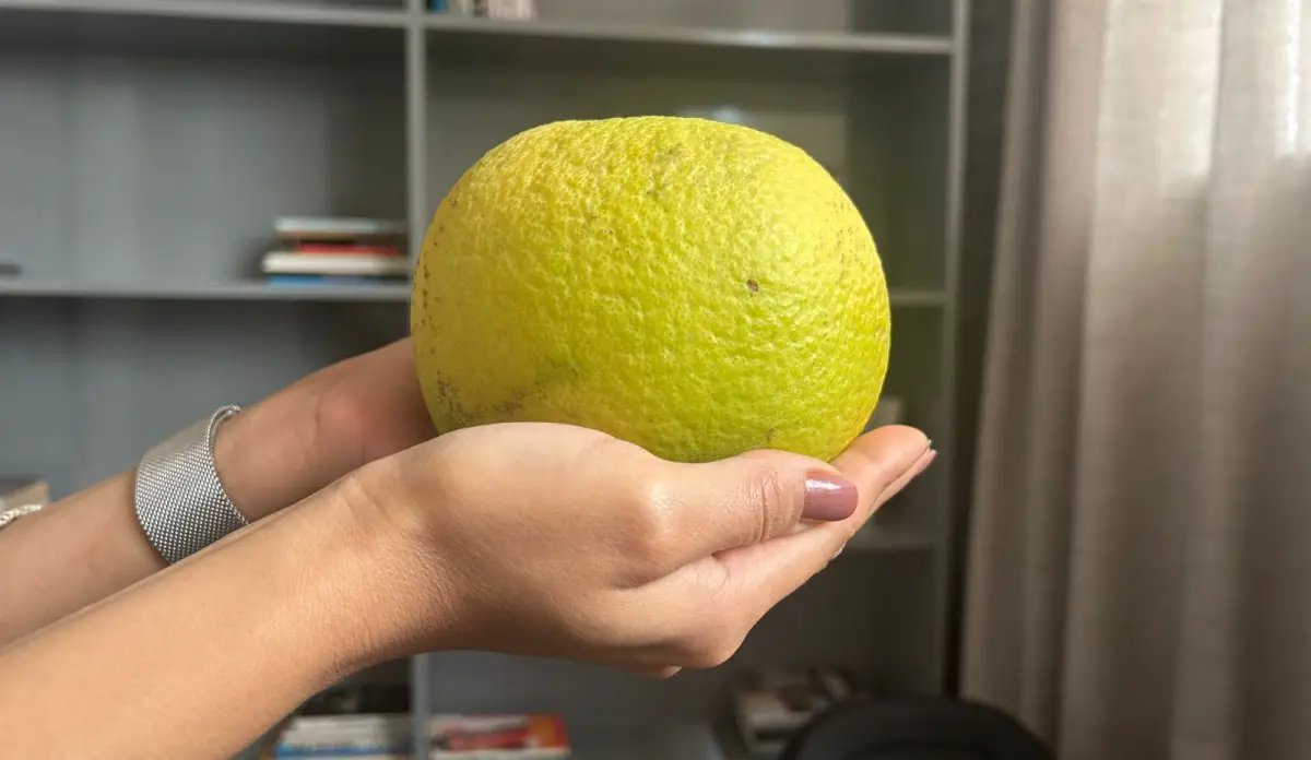 Laranja gigante de Santo Estevão