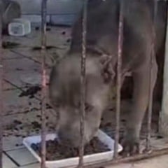 Maus-tratos a animais