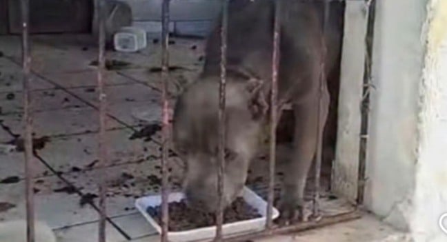 Maus-tratos a animais