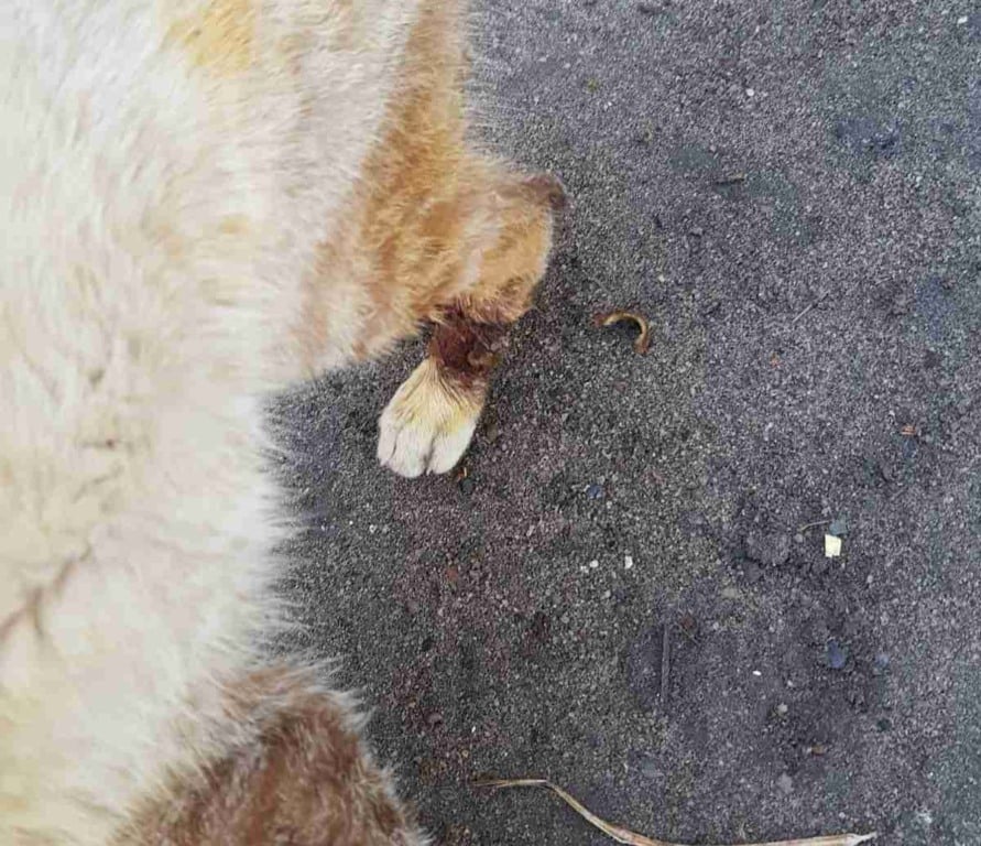 Moradores do bairro Brasília pedem socorro para gatos doentes com suspeita de esporotricose